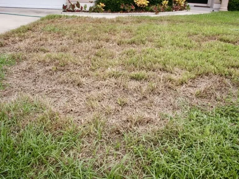 Chinch bug damage
