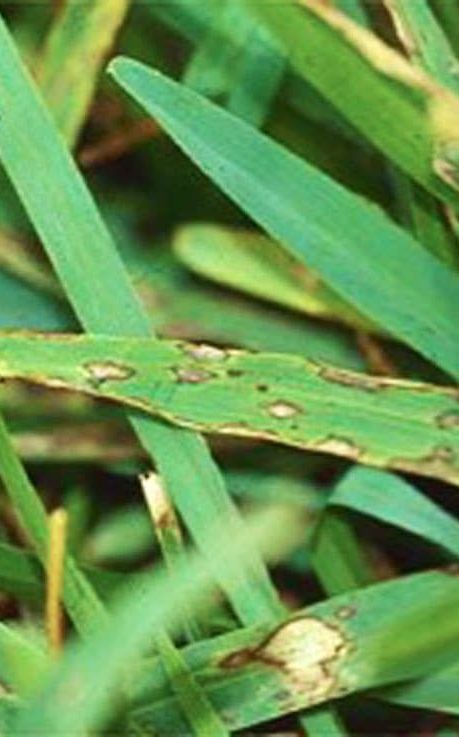 fungus control for lawns, grey leaf spot in lawn