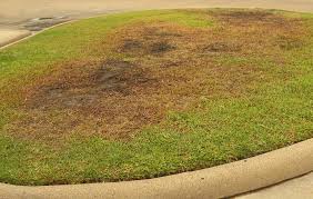 fungus control for lawns - take all root rot