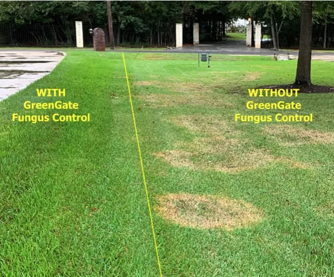 Fungus Control for Lawns