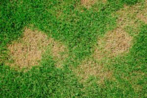 Sod webworm damage sod webworms
