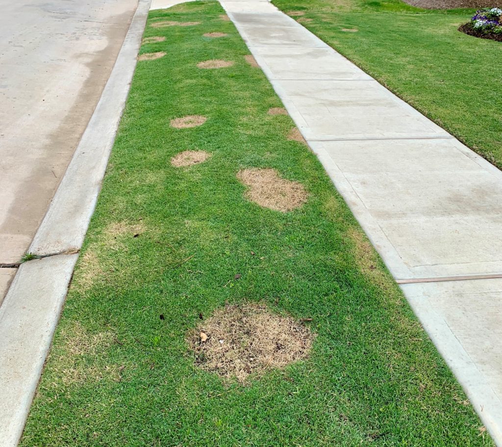Zoysia grass needs maintenance by GreenGate Turf & Pest in Cypress, TX