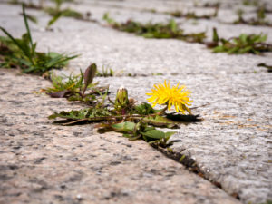 Lawn Weeds in Texas