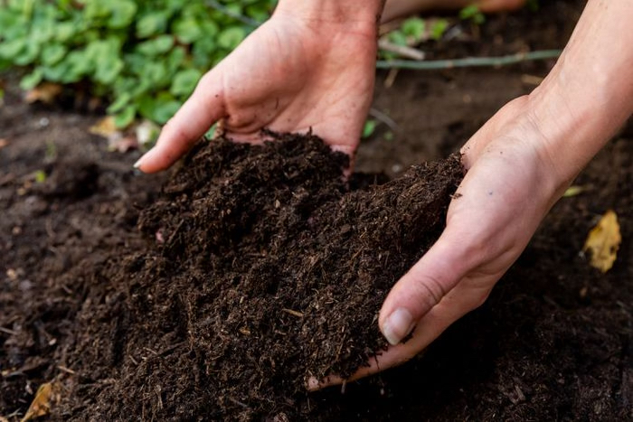 soil test