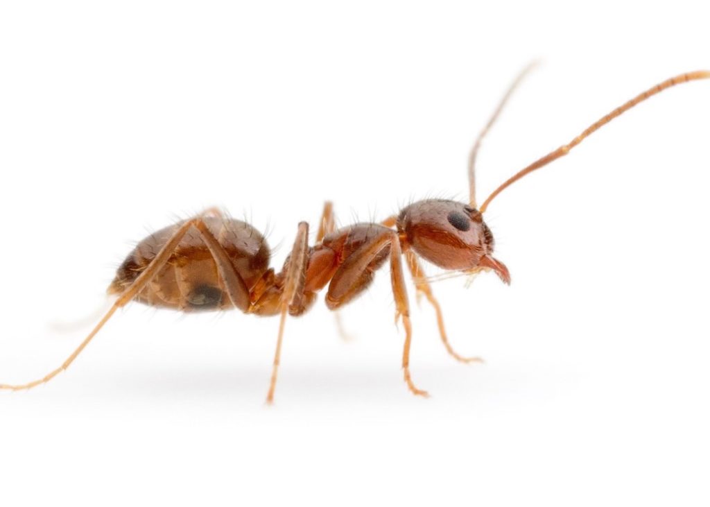 Ant positioned on a white background in Houston, TX