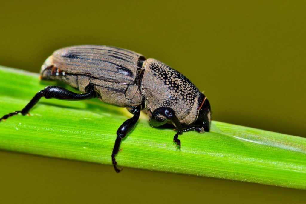 Billbugs