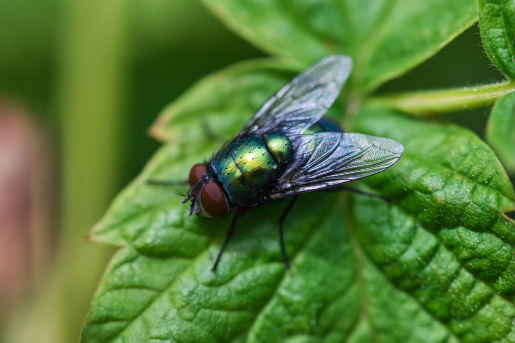 Blow Fly pest library
