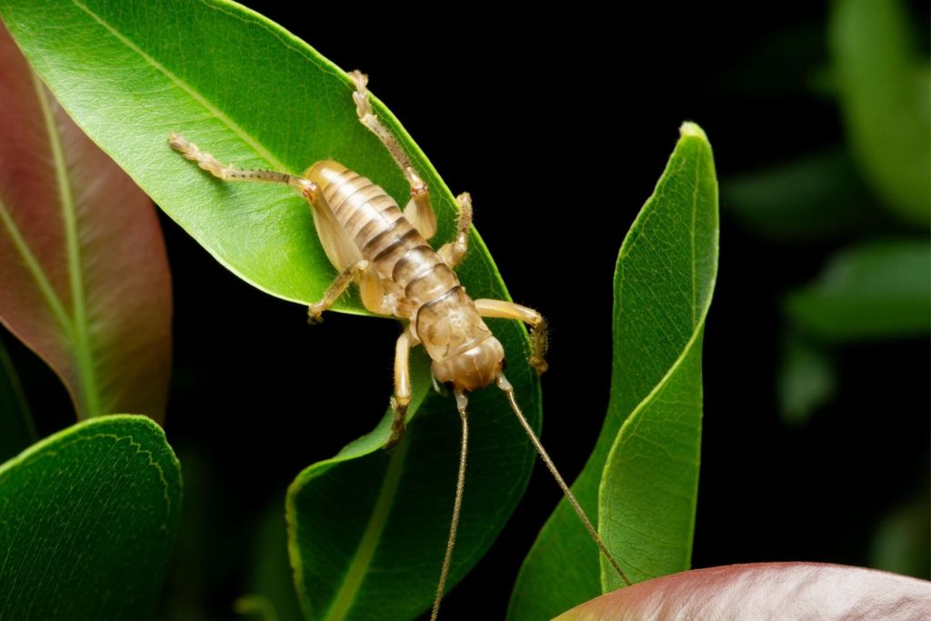 Crickets - pest library