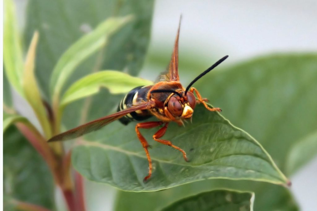 Cicada Killer - pest library