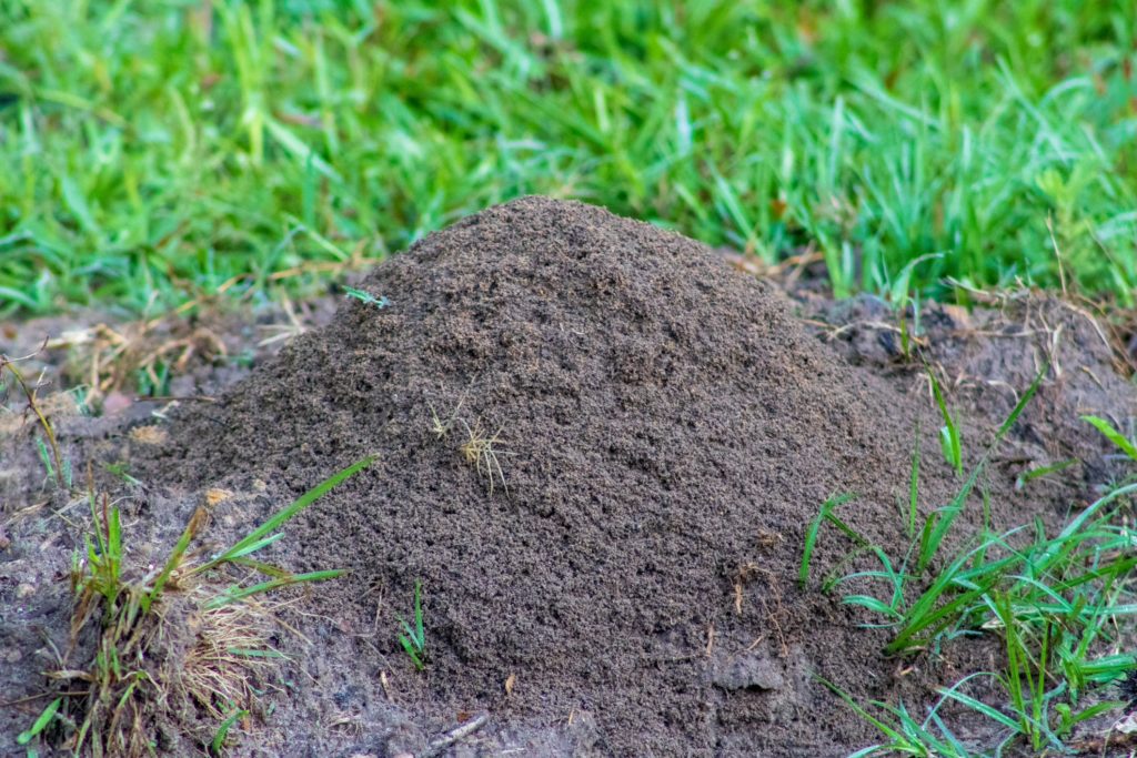 Fire Ant Mound