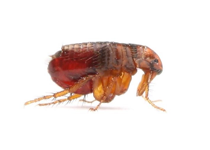 flea - pest library