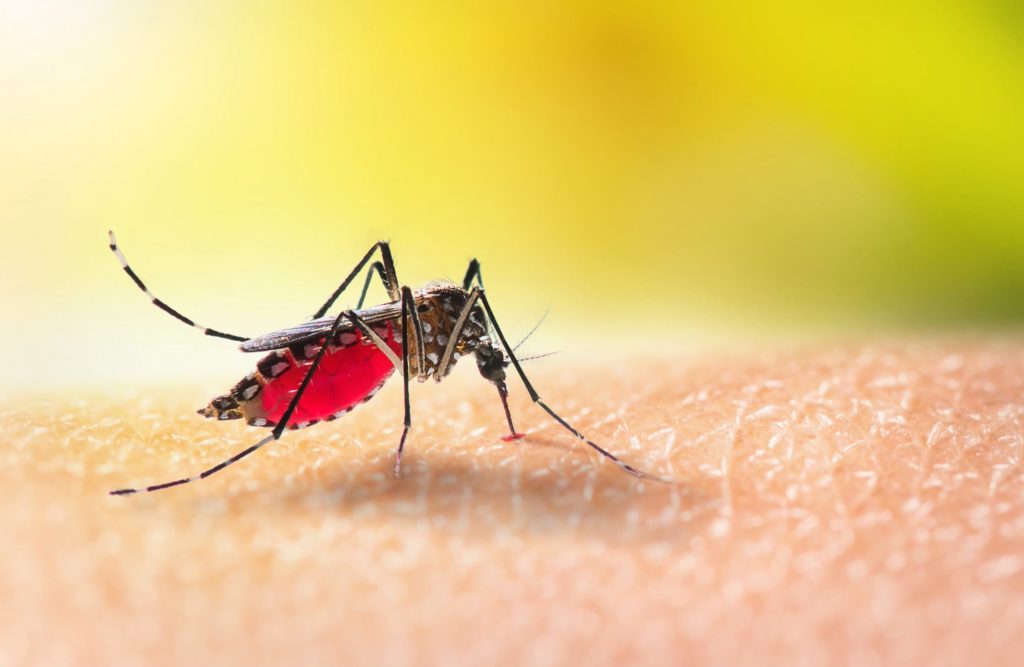 Mosquito on skin
