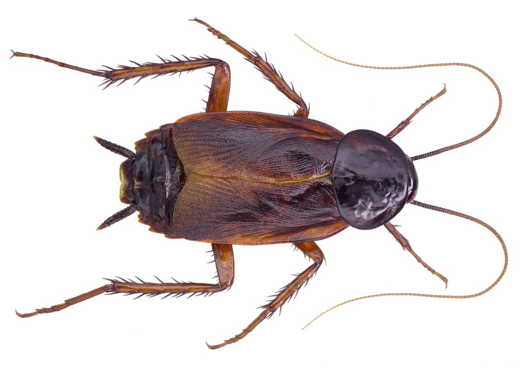 Cockroach - pest library