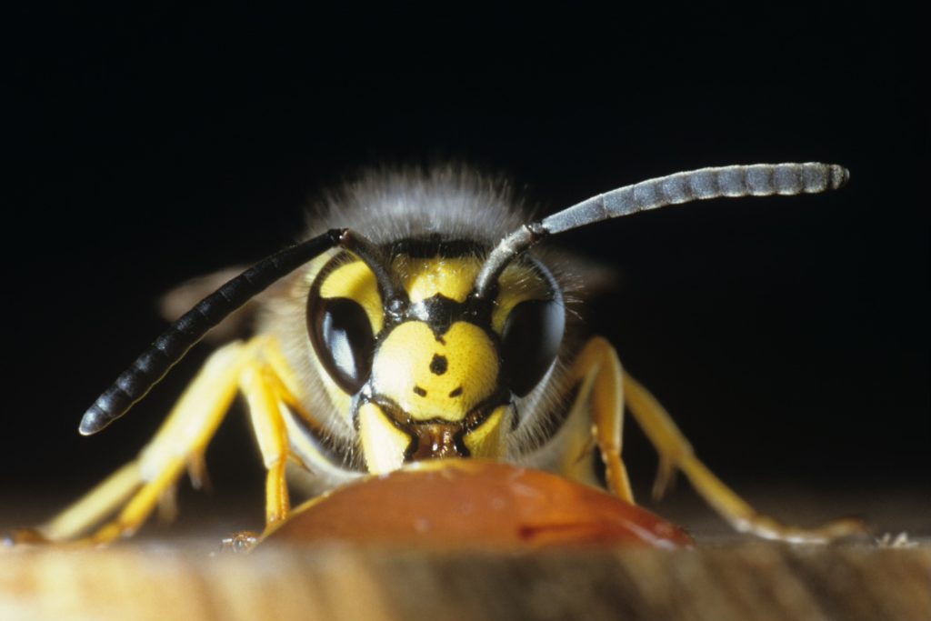 Paper Wasp