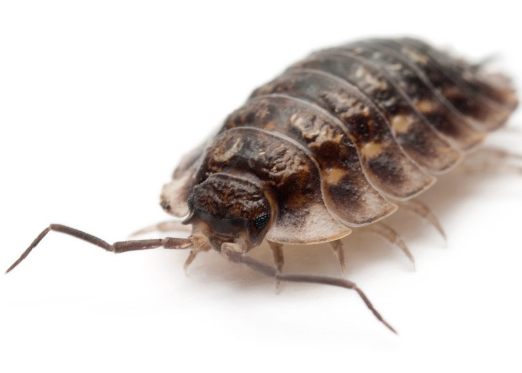 pillbug - pest library