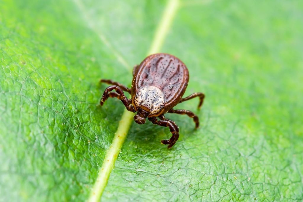 Tick - pest library