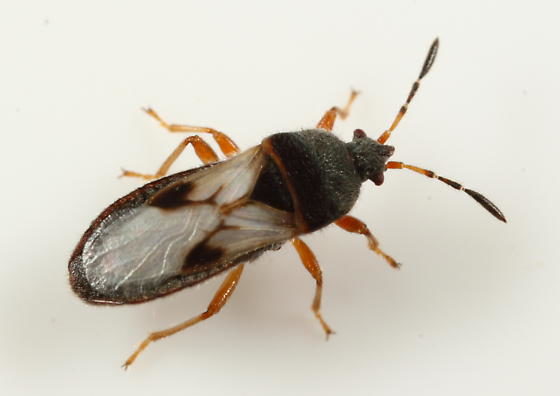 Chinch bug - pest library