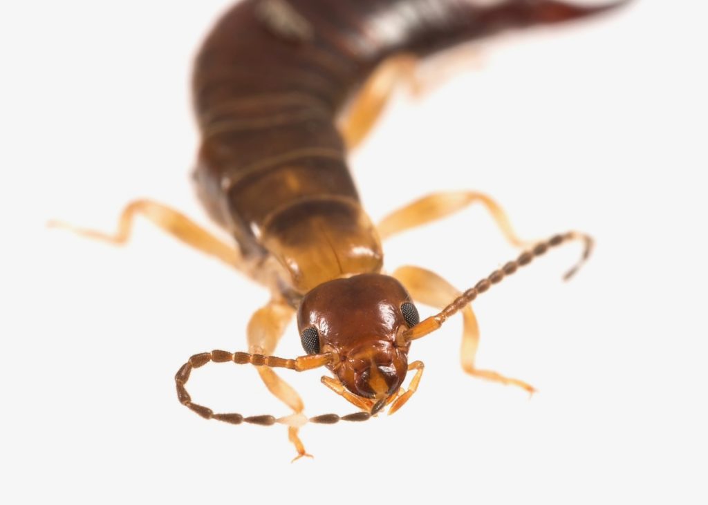 Earwig - pest library