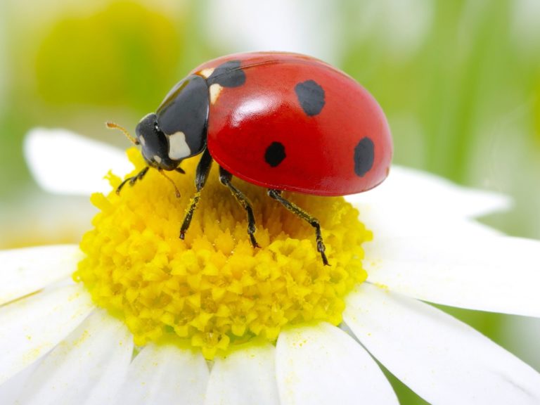 Ladybug Pest Library