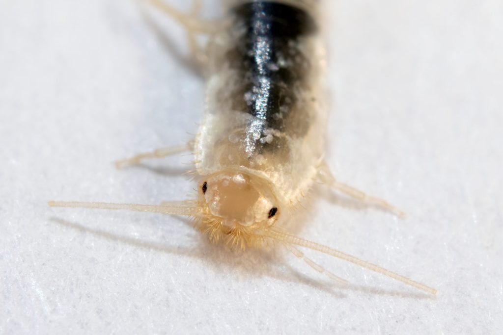 pest library - silverfish