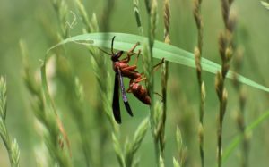 Wasps