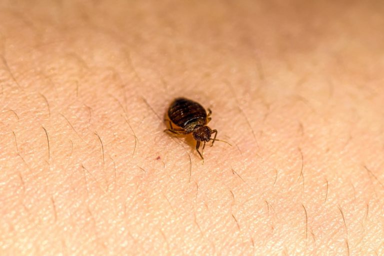 Close-Up of a Bed Bug on a Person's Hand in Houston, TX