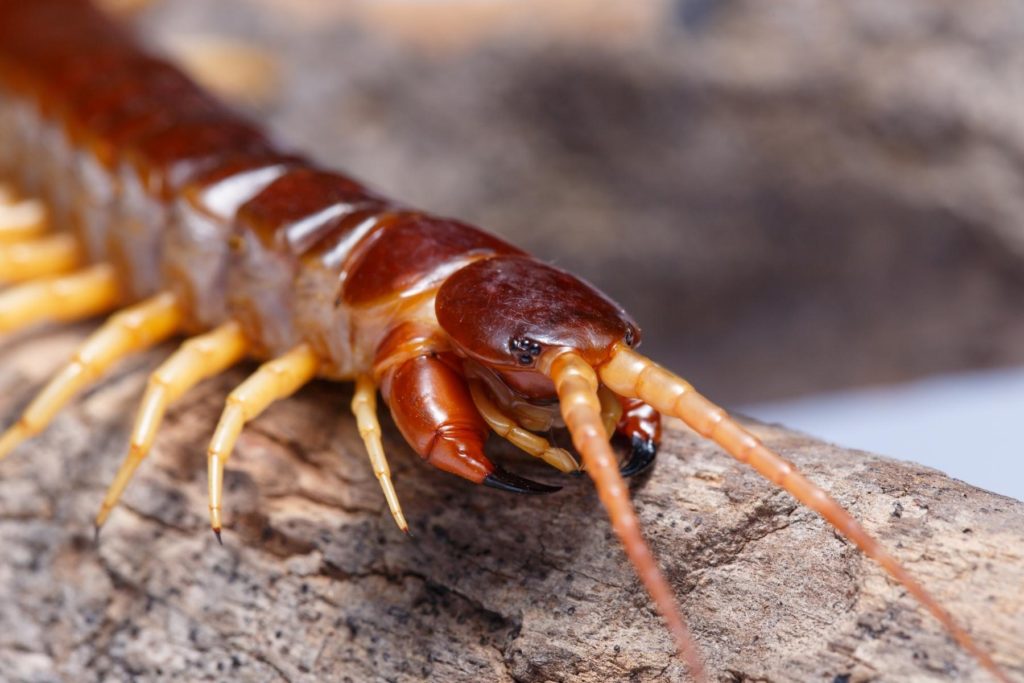 Centipede pest library