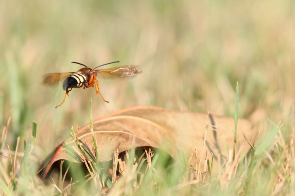 Cicada killers on grass captured by GreenGate Turf & Pest in Houston and the surrounding area.