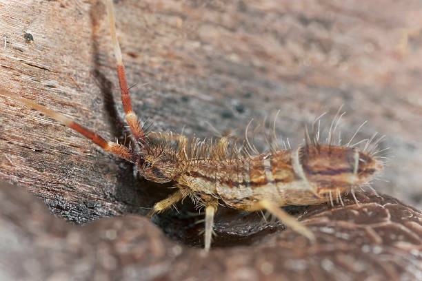 Close-Up of a Springtail on a Tree in Houston, TX