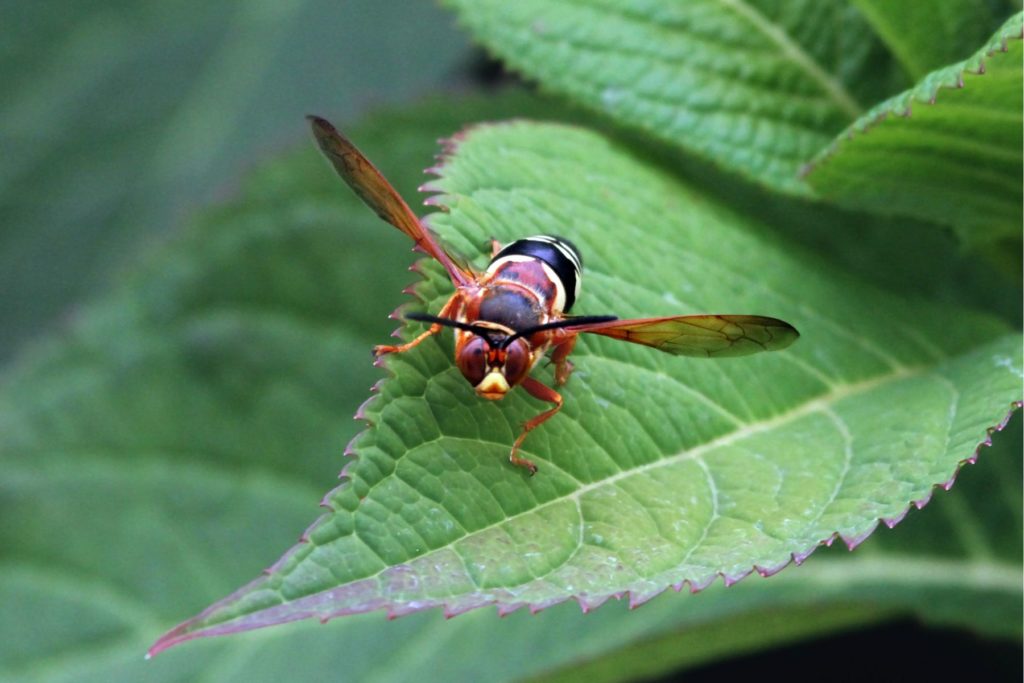 CICADA Killers in USA