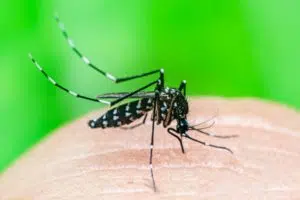 Aedes Mosquito on skin, best mosquito control for yards