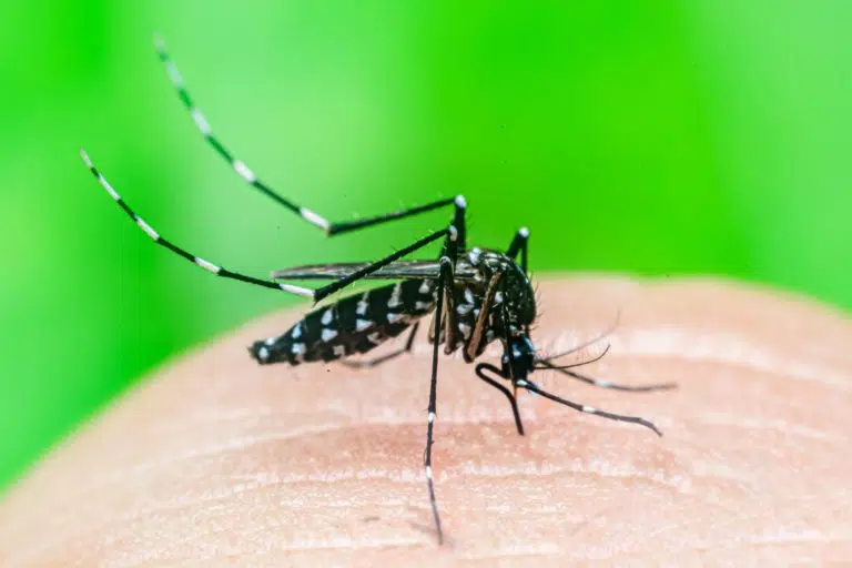 Aedes Mosquito on skin, best mosquito control for yards