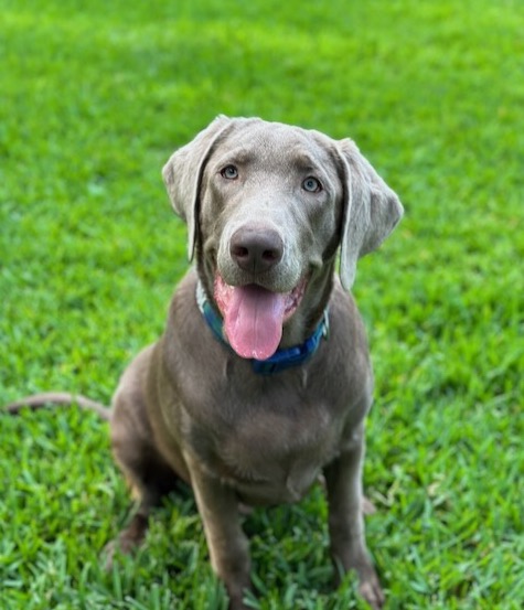 pet safe lawn treatments by greengate turf & pest