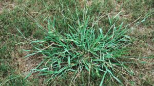 grassy weeds