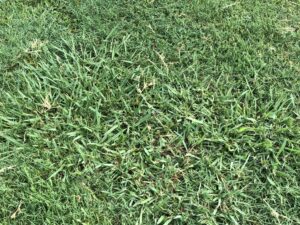 grassy weed