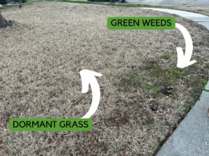 lawn fertilization