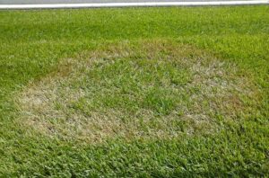 Brown Patch in Turf