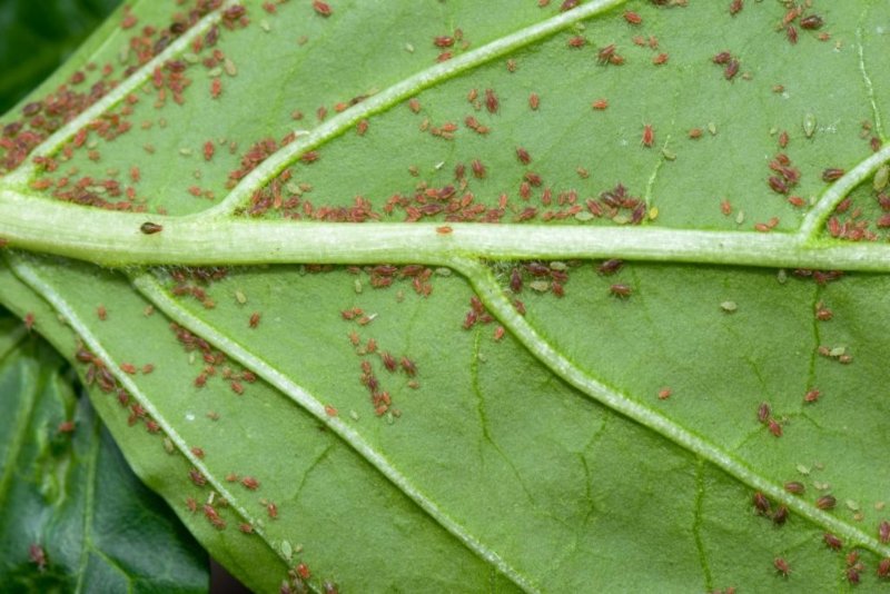 Aphids Pest Service at your Homes in Cypress, TX