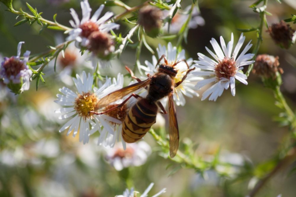 A Close-up View of Hornets on Flower in Cypress, TX