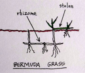 bermuda in st. augustine lawn