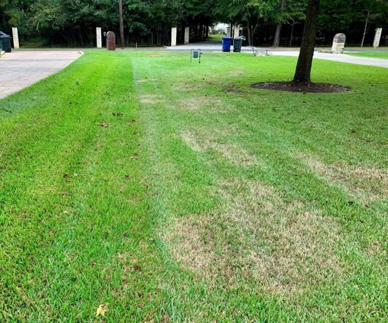 St. Augustine Grass Care and Maintenance in Houston
