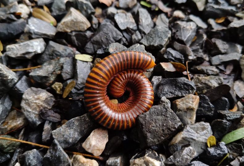 Millipede in Houston, TX