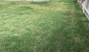 bermuda lawn and st. augustine lawn