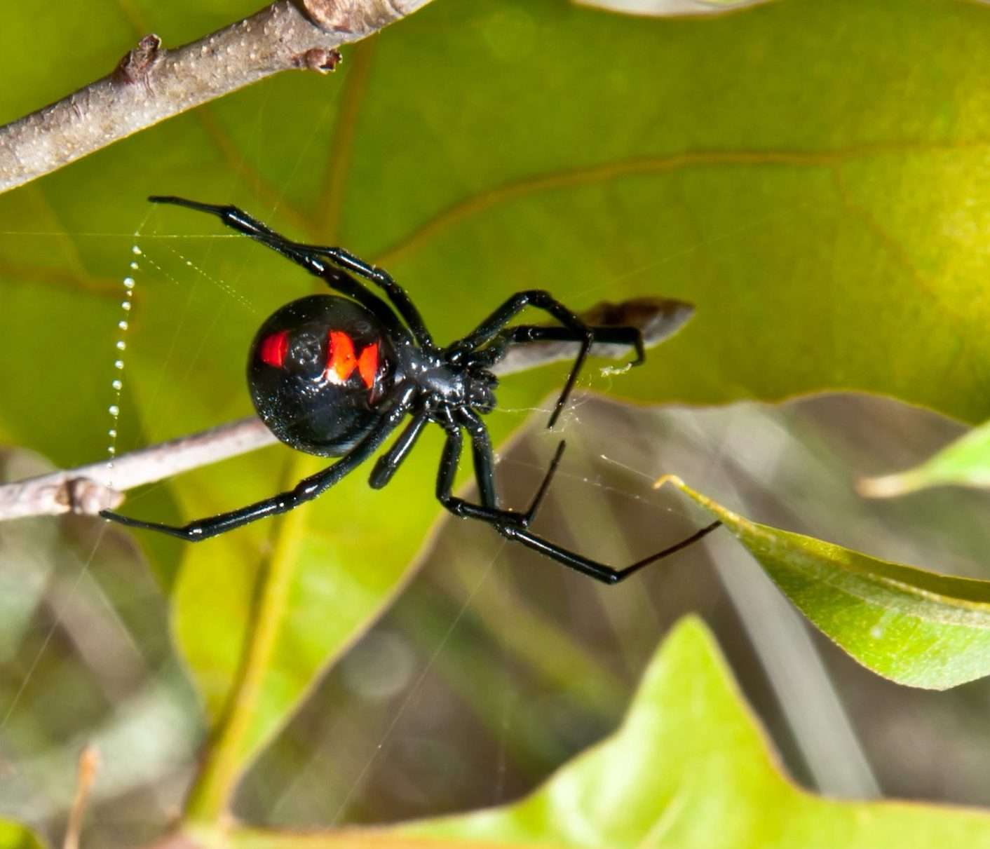 Black widow spider in Houston, TX