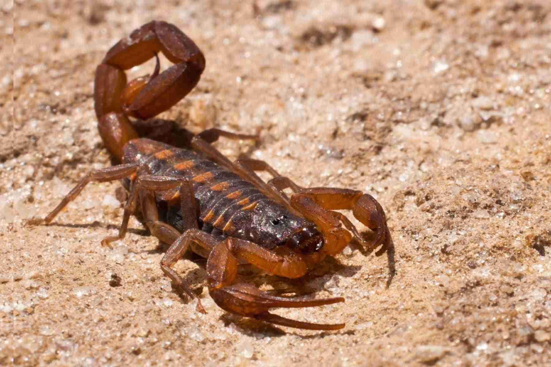 Image of a Brown Bark Scorpion in Houston, TX