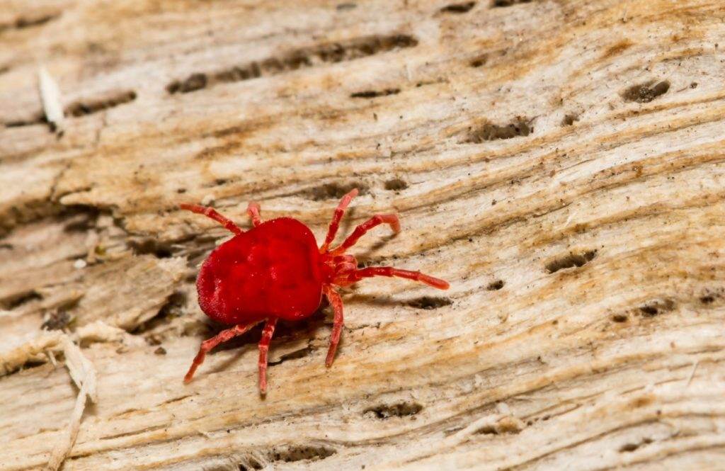 Chiggers in Houston, TX