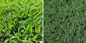 Images showcasing the difference between St. Augustine Grass vs. Bermuda Grass in Houston, TX