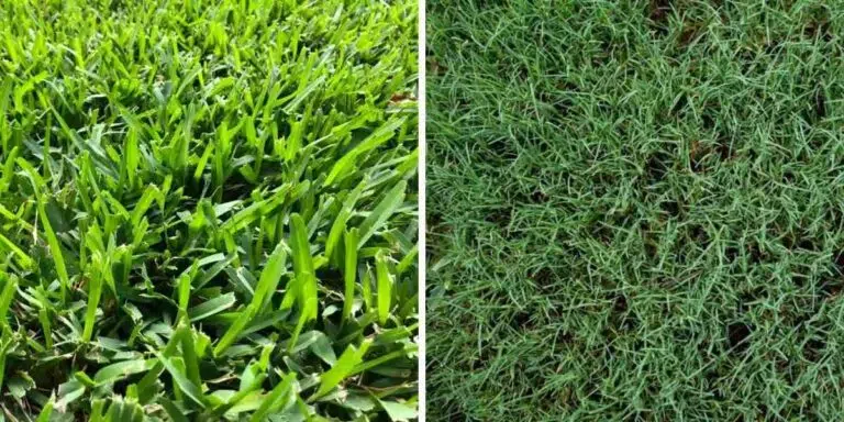 Images showcasing the difference between St. Augustine Grass vs. Bermuda Grass in Houston, TX
