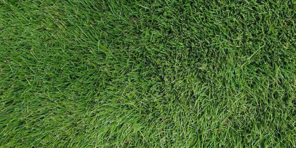 An aerial view of zoysia grass installed by GreenGate Turf & Pest in Houston, TX