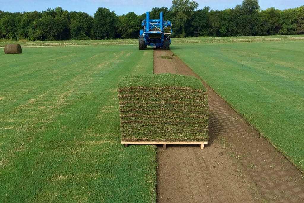 Zoysia grass kept together showcasing the process of installation service in Houston, TX